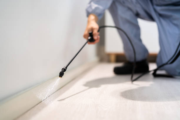 Licensed Wasp Removal service in Ypsilanti, MI - Show Me Pest Control